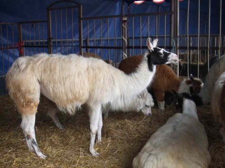 Lama.JPG